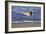 Sandpiper in the Surf IV-Alan Hausenflock-Framed Photographic Print