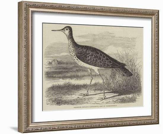 Sandpiper (Totanus Bartramius), Shot in Cambridgeshire-null-Framed Giclee Print