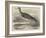 Sandpiper (Totanus Bartramius), Shot in Cambridgeshire-null-Framed Giclee Print