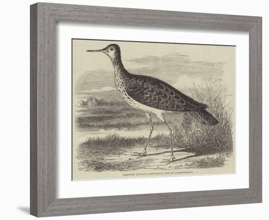 Sandpiper (Totanus Bartramius), Shot in Cambridgeshire-null-Framed Giclee Print