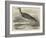 Sandpiper (Totanus Bartramius), Shot in Cambridgeshire-null-Framed Giclee Print