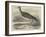 Sandpiper (Totanus Bartramius), Shot in Cambridgeshire-null-Framed Giclee Print