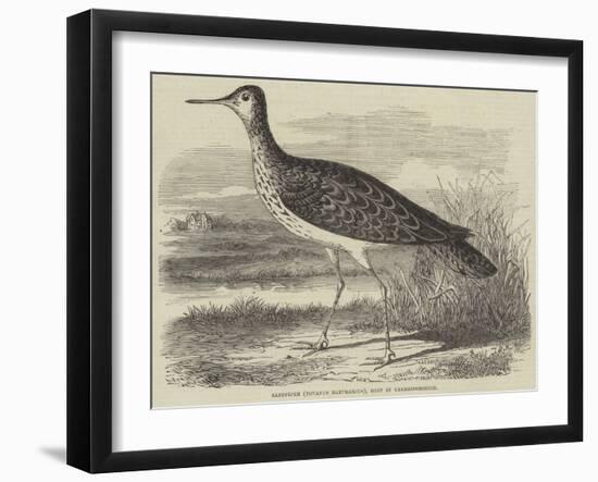 Sandpiper (Totanus Bartramius), Shot in Cambridgeshire-null-Framed Giclee Print