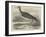 Sandpiper (Totanus Bartramius), Shot in Cambridgeshire-null-Framed Giclee Print