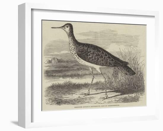 Sandpiper (Totanus Bartramius), Shot in Cambridgeshire-null-Framed Giclee Print