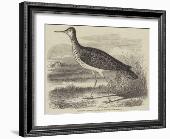 Sandpiper (Totanus Bartramius), Shot in Cambridgeshire-null-Framed Giclee Print