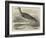 Sandpiper (Totanus Bartramius), Shot in Cambridgeshire-null-Framed Giclee Print