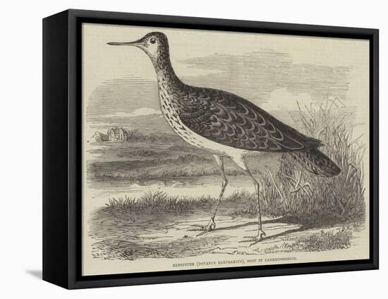 Sandpiper (Totanus Bartramius), Shot in Cambridgeshire-null-Framed Premier Image Canvas