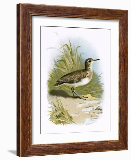 Sandpiper-English-Framed Giclee Print