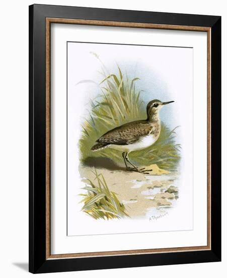 Sandpiper-English-Framed Giclee Print