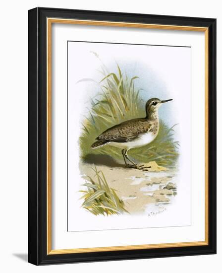 Sandpiper-English-Framed Giclee Print