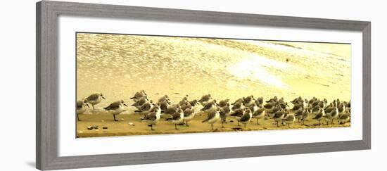 Sandpipers at a Sandbar at Outer Banks-Martina Bleichner-Framed Art Print