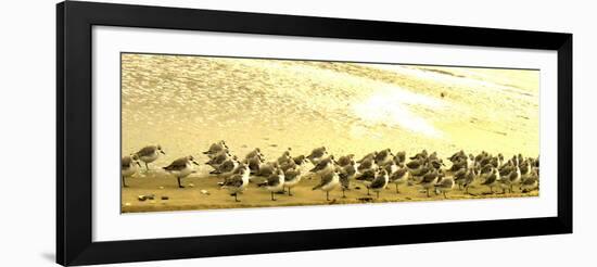 Sandpipers at a Sandbar at Outer Banks-Martina Bleichner-Framed Art Print