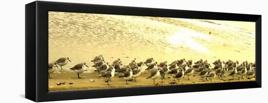 Sandpipers at a Sandbar at Outer Banks-Martina Bleichner-Framed Stretched Canvas