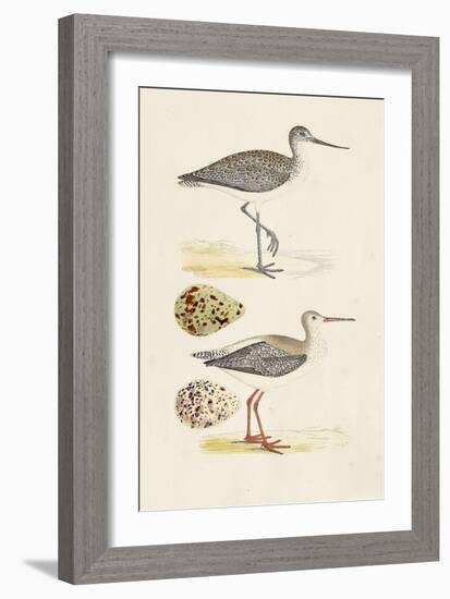 Sandpipers & Eggs I-Morris-Framed Art Print