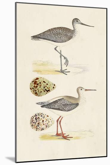 Sandpipers & Eggs I-Morris-Mounted Art Print