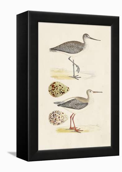 Sandpipers & Eggs I-Morris-Framed Stretched Canvas