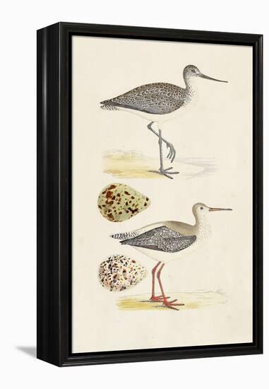 Sandpipers & Eggs I-Morris-Framed Stretched Canvas