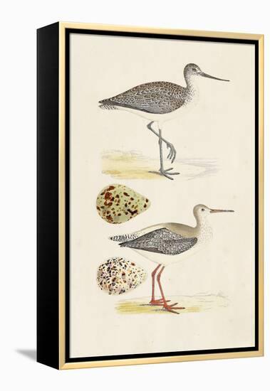 Sandpipers & Eggs I-Morris-Framed Stretched Canvas