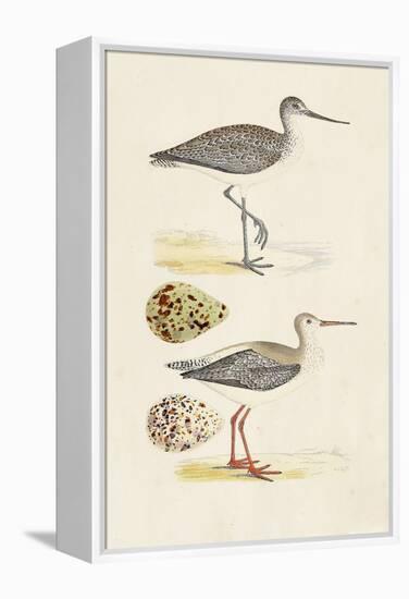 Sandpipers & Eggs I-Morris-Framed Stretched Canvas