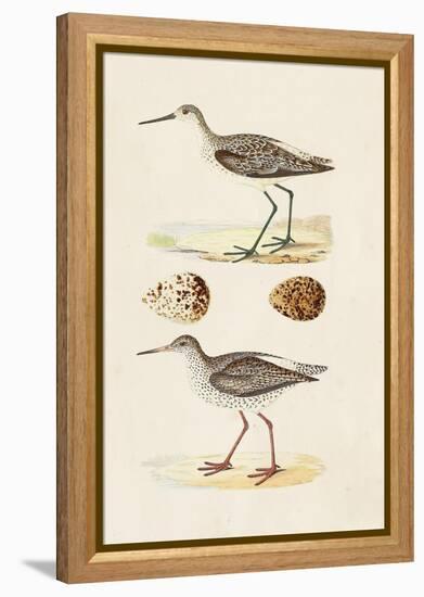 Sandpipers & Eggs II-Morris-Framed Stretched Canvas