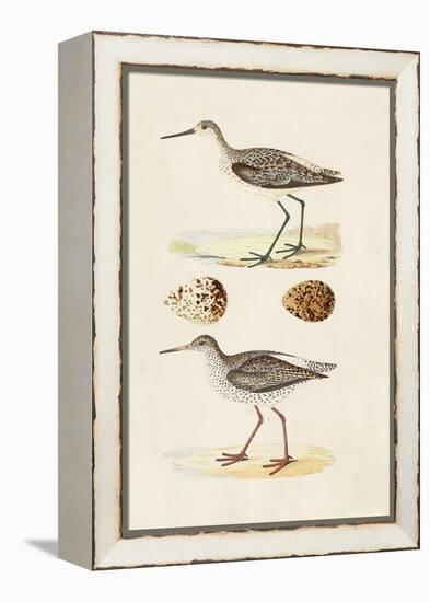 Sandpipers & Eggs II-Morris-Framed Stretched Canvas