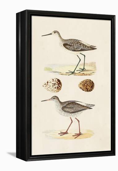 Sandpipers & Eggs II-Morris-Framed Stretched Canvas