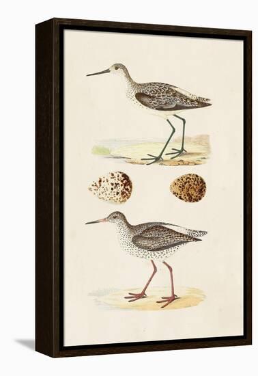 Sandpipers & Eggs II-Morris-Framed Stretched Canvas