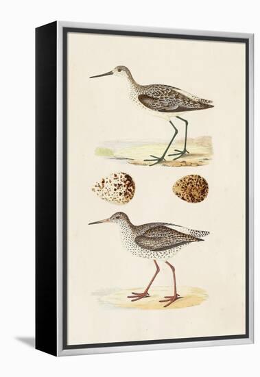 Sandpipers & Eggs II-Morris-Framed Stretched Canvas