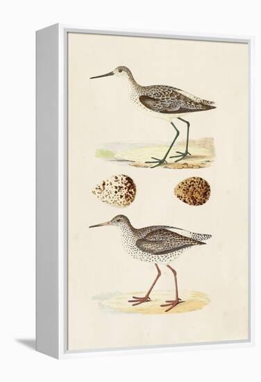 Sandpipers & Eggs II-Morris-Framed Stretched Canvas