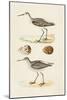 Sandpipers & Eggs II-Morris-Mounted Art Print