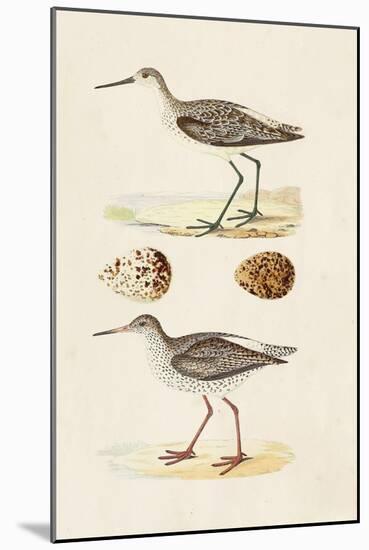 Sandpipers & Eggs II-Morris-Mounted Art Print