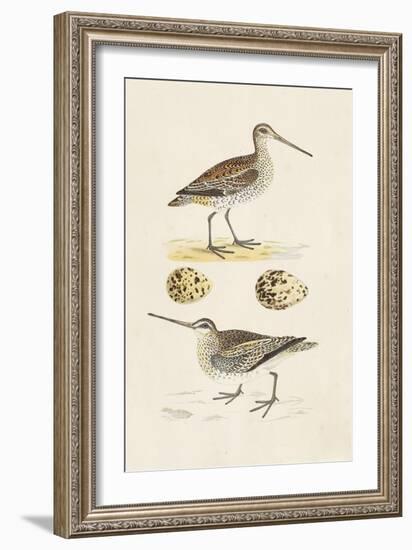 Sandpipers & Eggs III-Morris-Framed Art Print