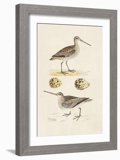 Sandpipers & Eggs III-Morris-Framed Art Print