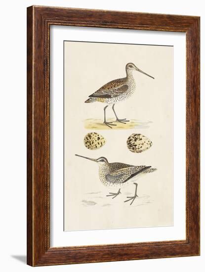 Sandpipers & Eggs III-Morris-Framed Art Print