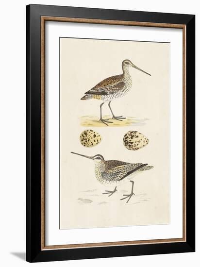 Sandpipers & Eggs III-Morris-Framed Art Print