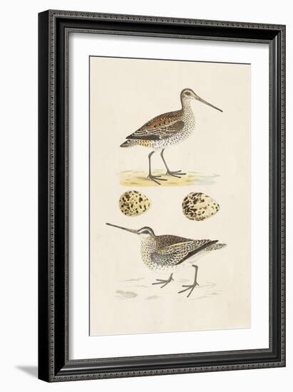 Sandpipers & Eggs III-Morris-Framed Art Print