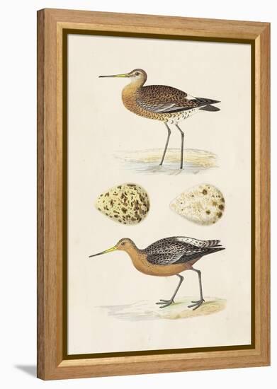 Sandpipers & Eggs IV-Morris-Framed Stretched Canvas