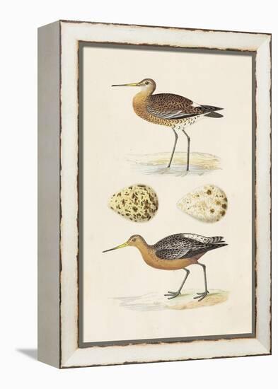 Sandpipers & Eggs IV-Morris-Framed Stretched Canvas