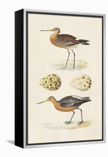 Sandpipers & Eggs IV-Morris-Framed Stretched Canvas