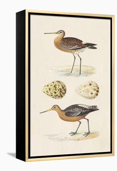 Sandpipers & Eggs IV-Morris-Framed Stretched Canvas