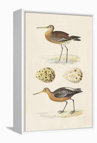 Sandpipers & Eggs IV-Morris-Framed Stretched Canvas