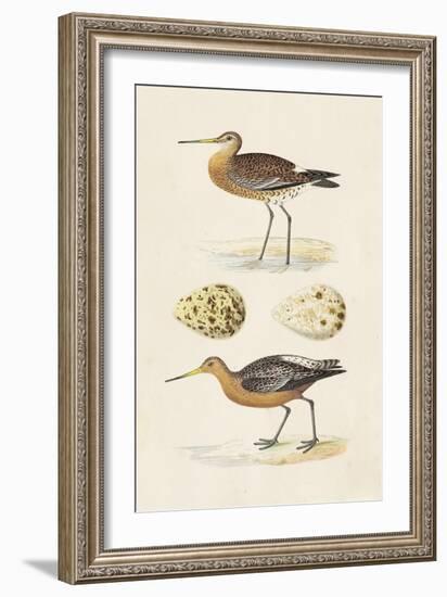 Sandpipers & Eggs IV-Morris-Framed Art Print