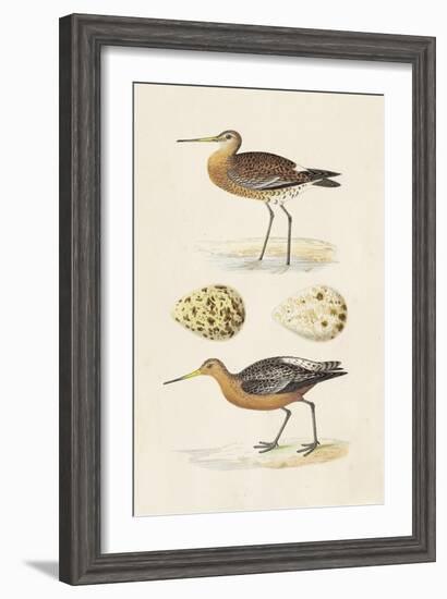 Sandpipers & Eggs IV-Morris-Framed Art Print
