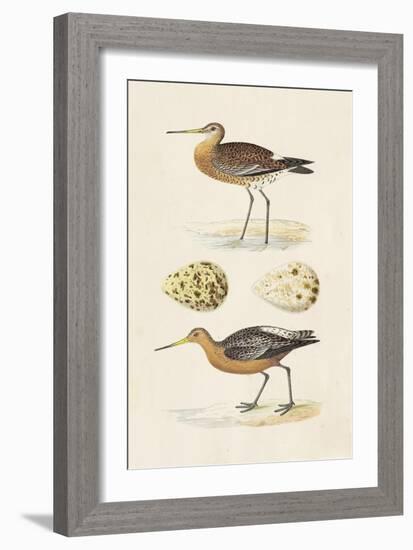 Sandpipers & Eggs IV-Morris-Framed Art Print