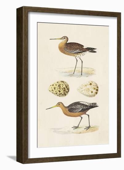 Sandpipers & Eggs IV-Morris-Framed Art Print