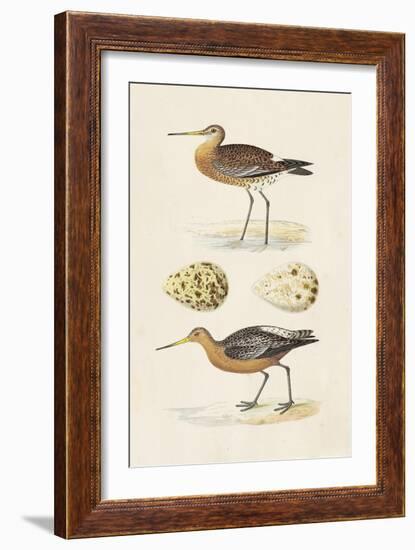 Sandpipers & Eggs IV-Morris-Framed Art Print