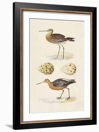 Sandpipers & Eggs IV-Morris-Framed Art Print