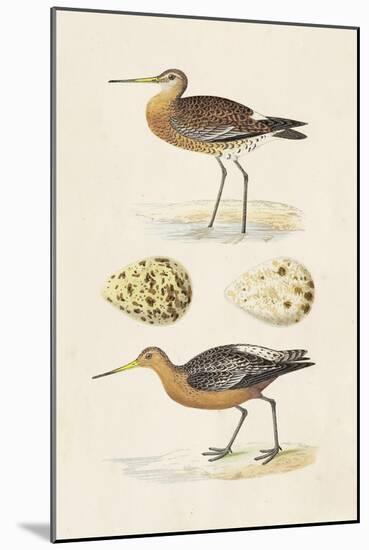 Sandpipers & Eggs IV-Morris-Mounted Art Print