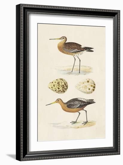 Sandpipers & Eggs IV-Morris-Framed Art Print